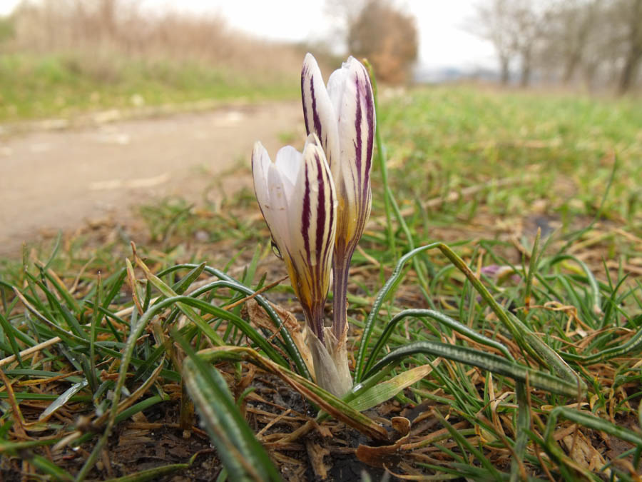 Crocus biflorus